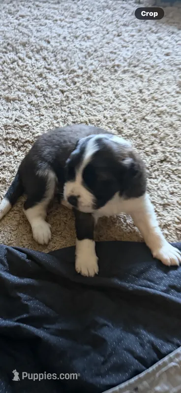 Phoenix – Saint Bernard puppy for sale in El Paso, TX