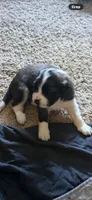 Phoenix, a female Saint Bernard for sale in El Paso, TX – 1 of 3