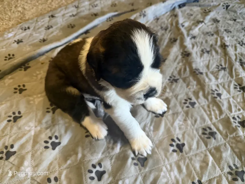Zelda – Saint Bernard puppy for sale in El Paso, TX