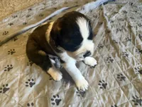 Zelda, a female Saint Bernard for sale in El Paso, TX – 1 of 3