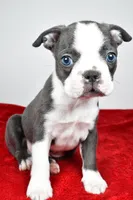 Seth, a male Boston Terrier for sale in Fredericksburg, OH – Photo 2 of 10