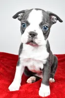 Seth, a male Boston Terrier for sale in Fredericksburg, OH – Photo 4 of 10