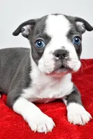 Seth, a male Boston Terrier for sale in Fredericksburg, OH – Photo 7 of 10