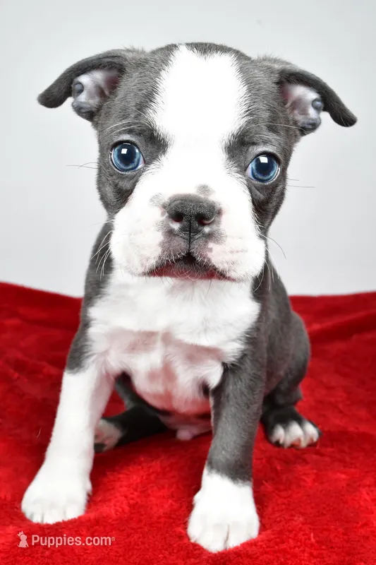 Seth – Boston Terrier puppy for sale in Fredericksburg, OH