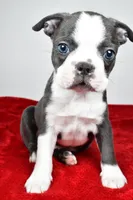 Seth, a male Boston Terrier for sale in Fredericksburg, OH – Photo 5 of 10