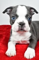 Seth, a male Boston Terrier for sale in Fredericksburg, OH – Photo 3 of 10
