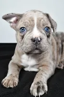 Twila , a female Frenchton for sale in Fredericksburg, OH – Photo 2 of 7