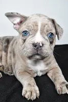 Twila , a female Frenchton for sale in Fredericksburg, OH – Photo 4 of 7