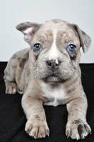 Twila , a female Frenchton for sale in Fredericksburg, OH – Photo 3 of 7