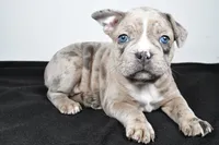 Twila , a female Frenchton for sale in Fredericksburg, OH – Photo 5 of 7