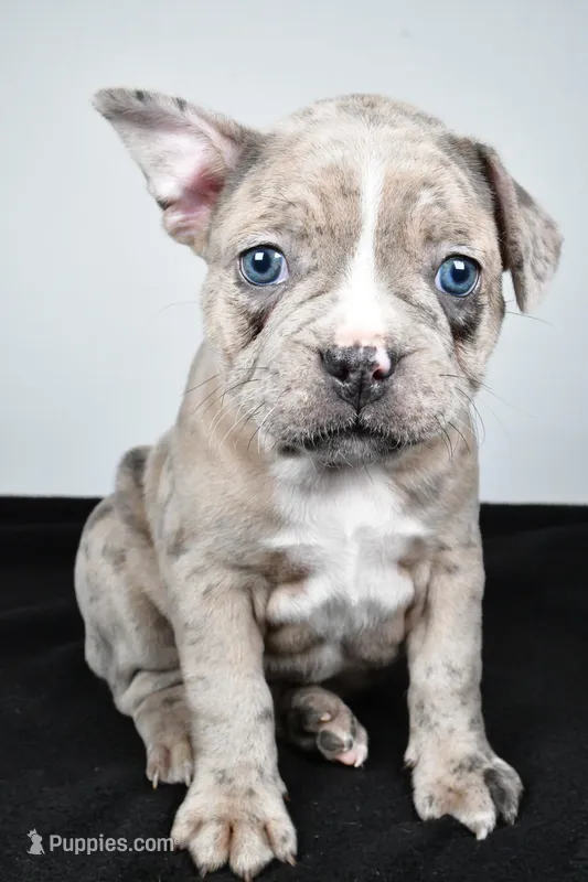 Twila  – Frenchton puppy for sale in Fredericksburg, OH