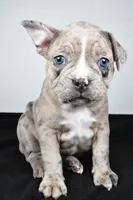 Twila , a female Frenchton for sale in Fredericksburg, OH – Photo 1 of 7