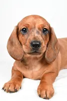 Dawson , a male Dachshund for sale in Fredericksburg, OH – Photo 7 of 10