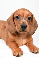 Dawson , a male Dachshund for sale in Fredericksburg, OH – Photo 6 of 10