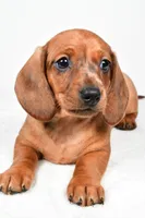 Dawson , a male Dachshund for sale in Fredericksburg, OH – Photo 2 of 10