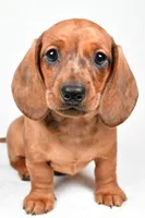 Dawson , a male Dachshund for sale in Fredericksburg, OH – Photo 4 of 10