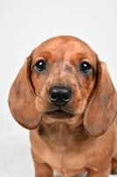 Dawson , a male Dachshund for sale in Fredericksburg, OH – Photo 8 of 10