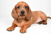 Dawson , a male Dachshund for sale in Fredericksburg, OH – Photo 3 of 10
