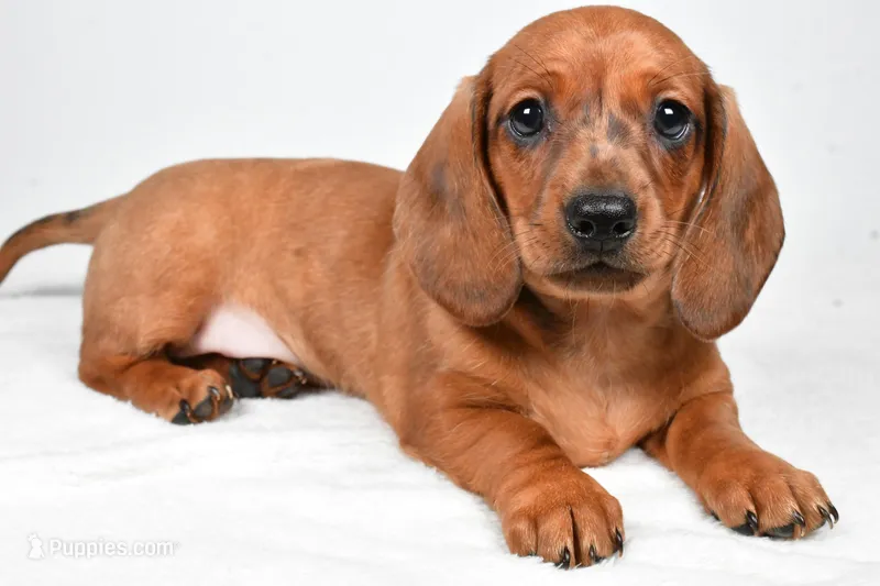 Dawson  – Dachshund puppy for sale in Fredericksburg, OH