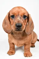 Dawson , a male Dachshund for sale in Fredericksburg, OH – Photo 5 of 10
