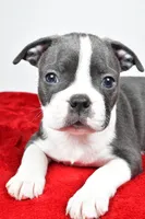 Spencer , a male Boston Terrier for sale in Fredericksburg, OH – Photo 6 of 10