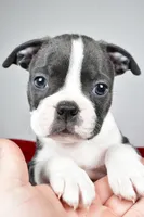 Spencer , a male Boston Terrier for sale in Fredericksburg, OH – Photo 8 of 10