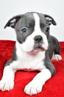 Spencer , a male Boston Terrier for sale in Fredericksburg, OH – Photo 5 of 10