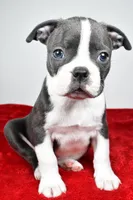 Spencer , a male Boston Terrier for sale in Fredericksburg, OH – Photo 3 of 10