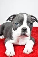 Spencer , a male Boston Terrier for sale in Fredericksburg, OH – Photo 7 of 10