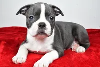 Spencer , a male Boston Terrier for sale in Fredericksburg, OH – Photo 4 of 10