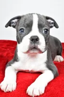 Spencer , a male Boston Terrier for sale in Fredericksburg, OH – Photo 2 of 10