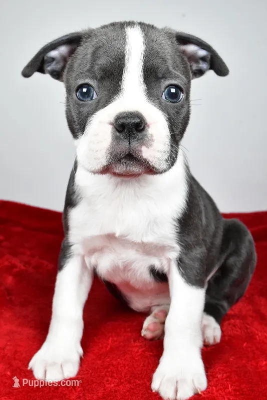 Spencer  – Boston Terrier puppy for sale in Fredericksburg, OH
