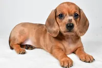 Daisy , a female Dachshund for sale in Fredericksburg, OH – Photo 3 of 10