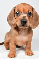 Daisy , a female Dachshund for sale in Fredericksburg, OH – Photo 7 of 10