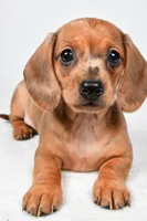 Daisy , a female Dachshund for sale in Fredericksburg, OH – Photo 8 of 10