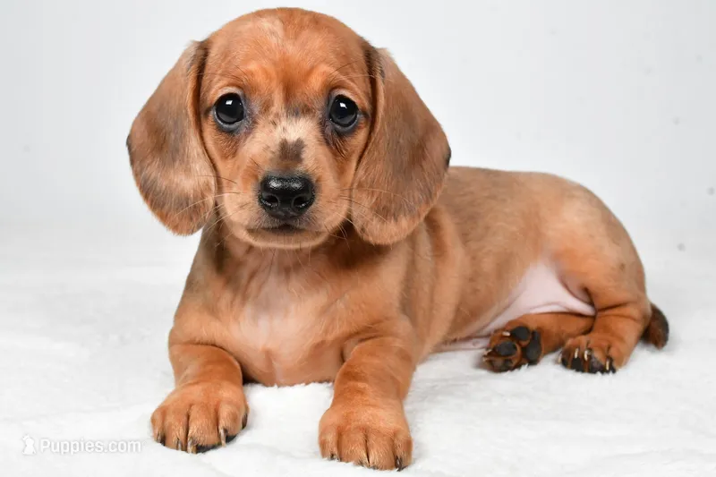 Daisy  – Dachshund puppy for sale in Fredericksburg, OH