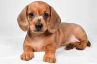 Daisy , a female Dachshund for sale in Fredericksburg, OH – Photo 1 of 10
