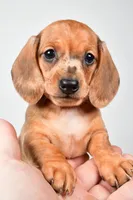 Daisy , a female Dachshund for sale in Fredericksburg, OH – Photo 2 of 10