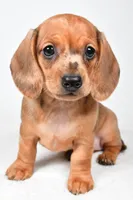 Daisy , a female Dachshund for sale in Fredericksburg, OH – Photo 6 of 10