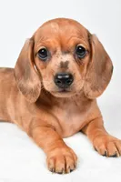 Daisy , a female Dachshund for sale in Fredericksburg, OH – Photo 5 of 10