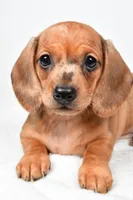 Daisy , a female Dachshund for sale in Fredericksburg, OH – Photo 4 of 10