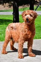 Fern , a female Miniature Goldendoodle for sale in Fredericksburg, OH – 9 of 10