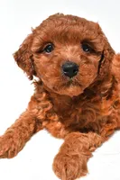 Fern , a female Miniature Goldendoodle for sale in Fredericksburg, OH – 3 of 10