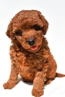 Fern , a female Miniature Goldendoodle for sale in Fredericksburg, OH – 6 of 10