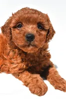 Fern , a female Miniature Goldendoodle for sale in Fredericksburg, OH – 5 of 10