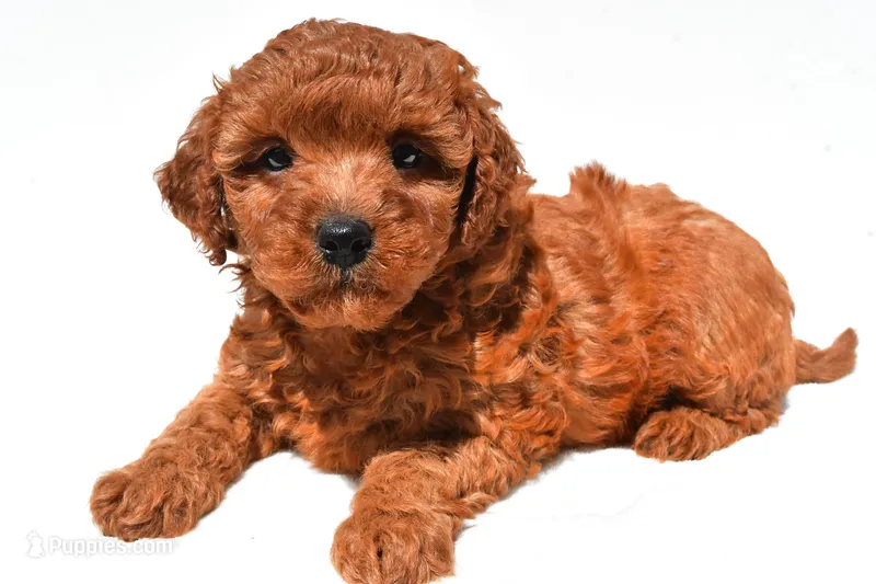Fern , a female Miniature Goldendoodle for sale in Fredericksburg, OH – 1 of 10
