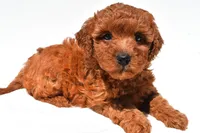 Fern , a female Miniature Goldendoodle for sale in Fredericksburg, OH – 4 of 10