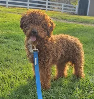 Freddy , a male Miniature Goldendoodle for sale in Fredericksburg, OH – 10 of 10