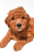 Freddy , a male Miniature Goldendoodle for sale in Fredericksburg, OH – 6 of 10