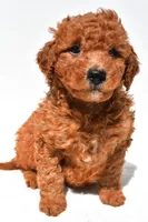 Freddy , a male Miniature Goldendoodle for sale in Fredericksburg, OH – 5 of 10